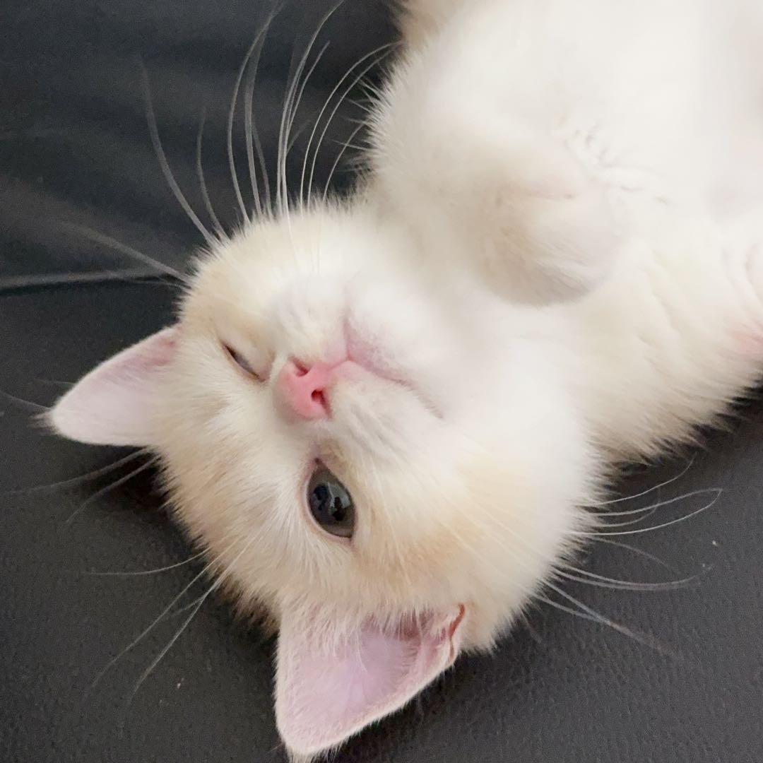 等和猩猩
