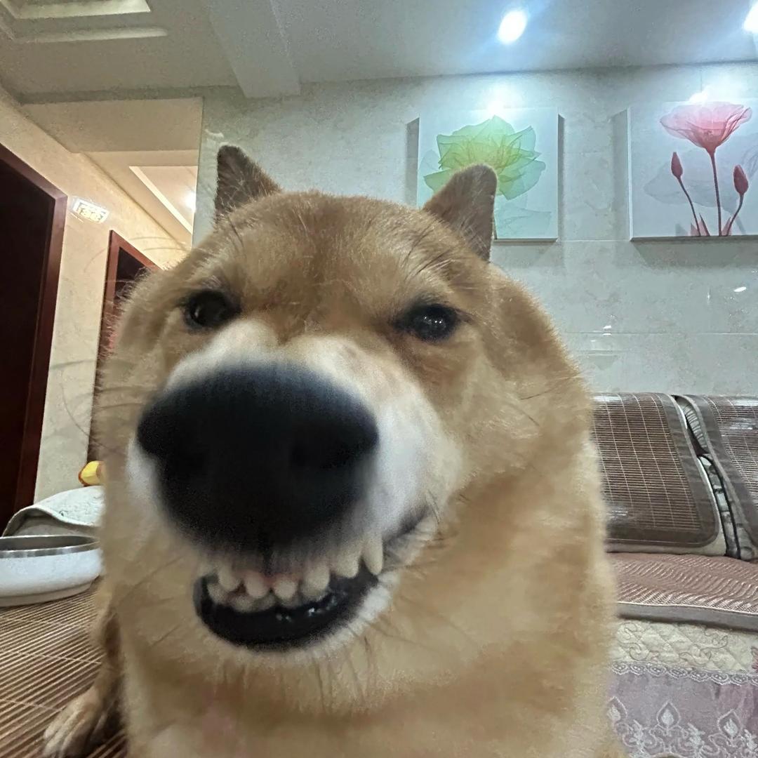 闲不住的鱼丸