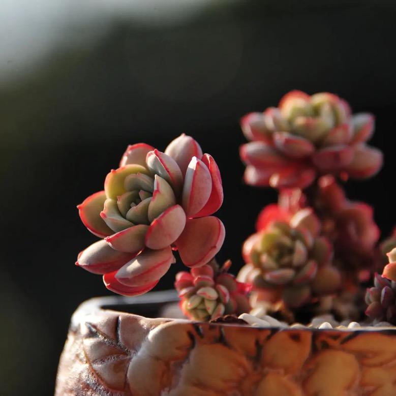 美羊羊陶瓷花盆