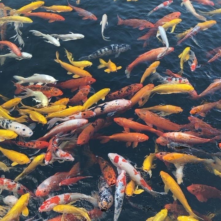 先苦后甜的.玲