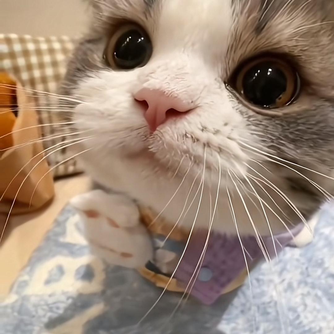 豆豆呀