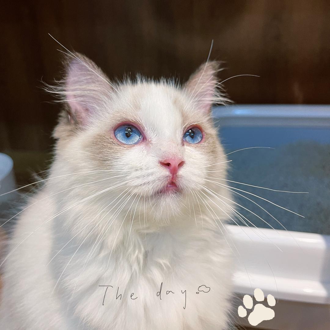 bobo× 纯福猫粮狗粮加赠场