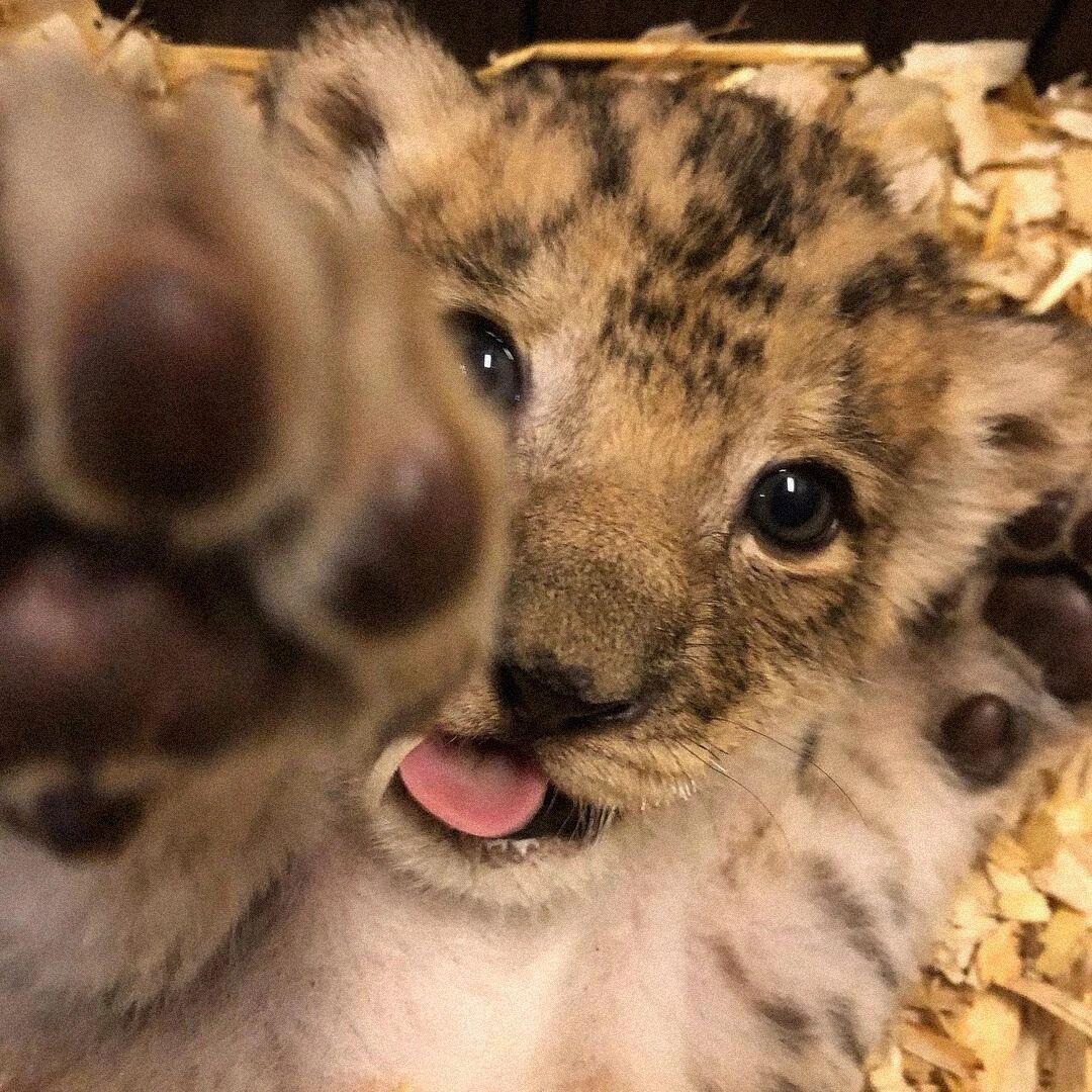 橘子皮炖冒菜