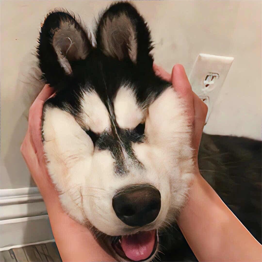 鱼之翼