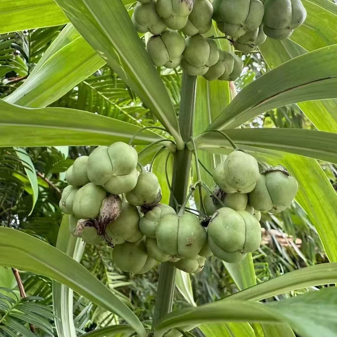 药材种植｛种子+苗子｝