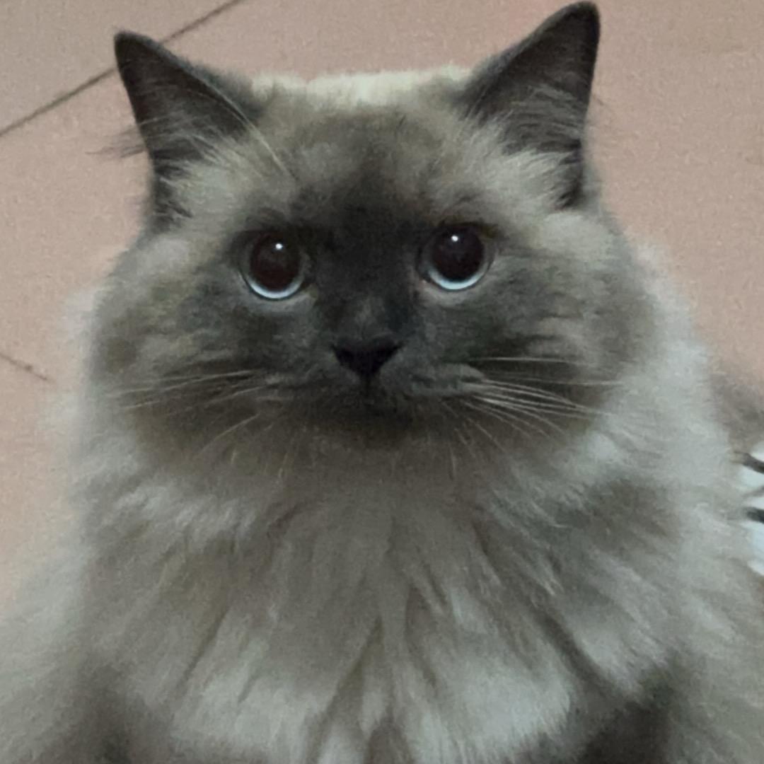 aaa建材周总（三角洲版）