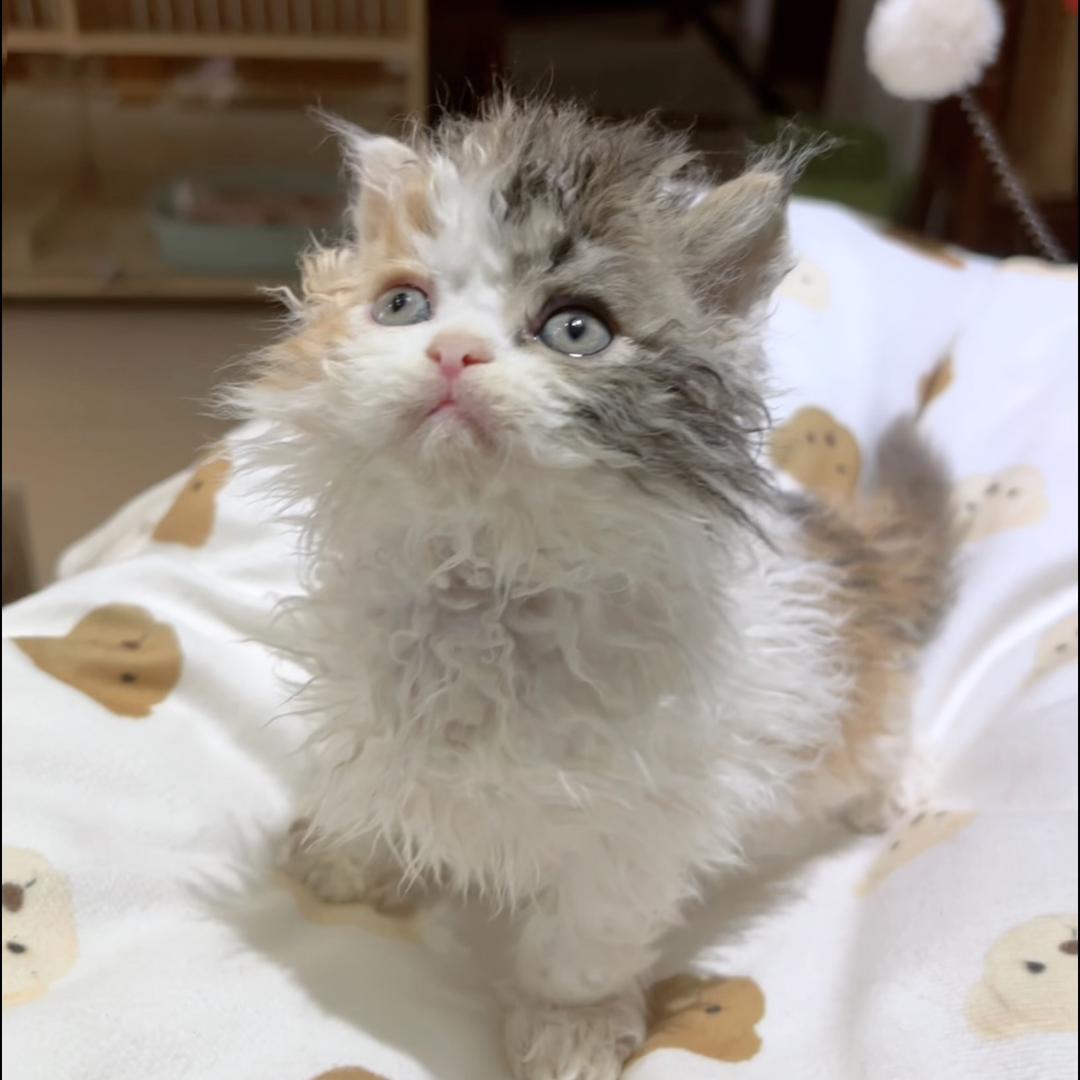 大林宠物臻选阁