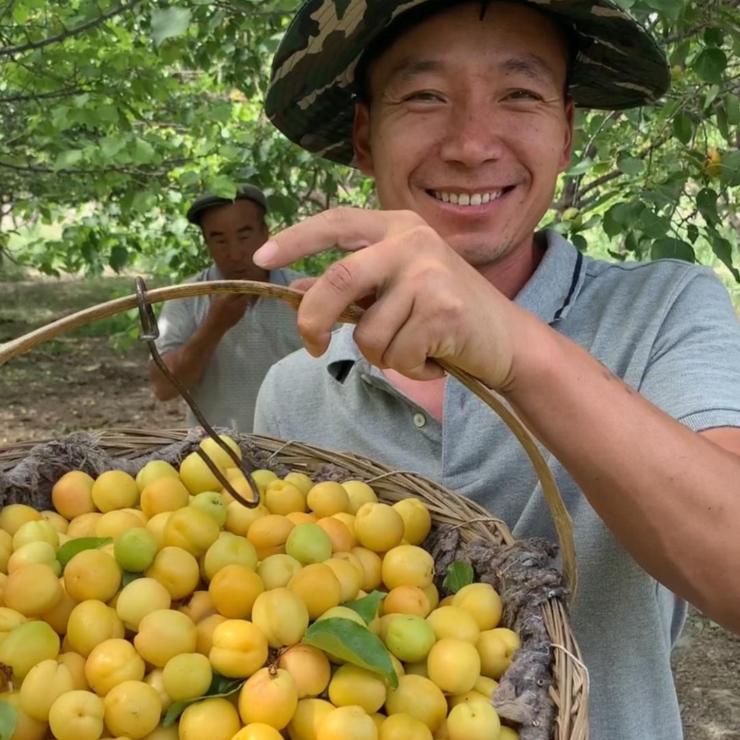 新疆贺县令(助农）