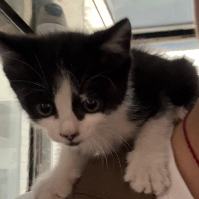 太极是只奶牛猫