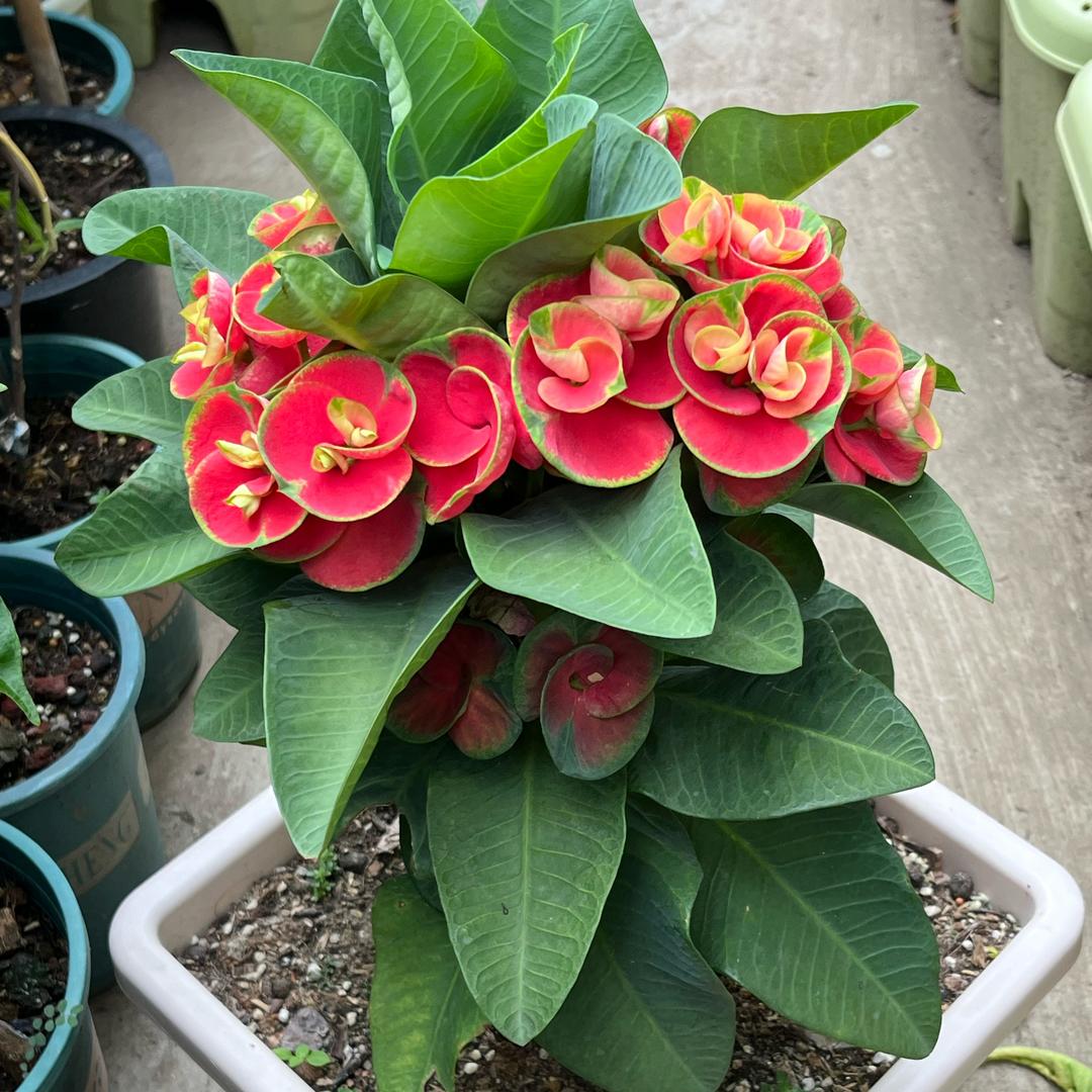 依芙花园