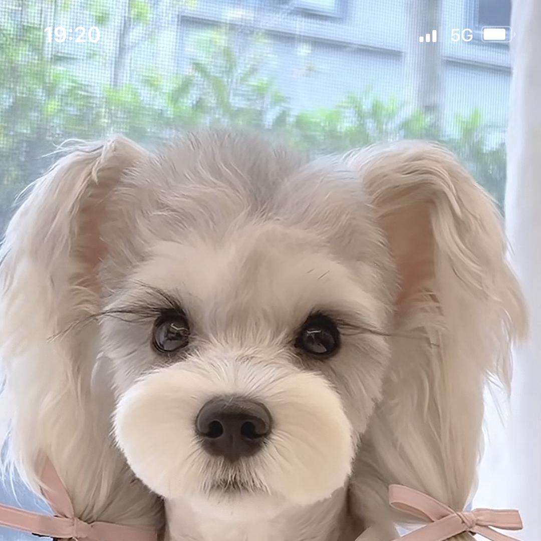 KIMI家的雪纳瑞