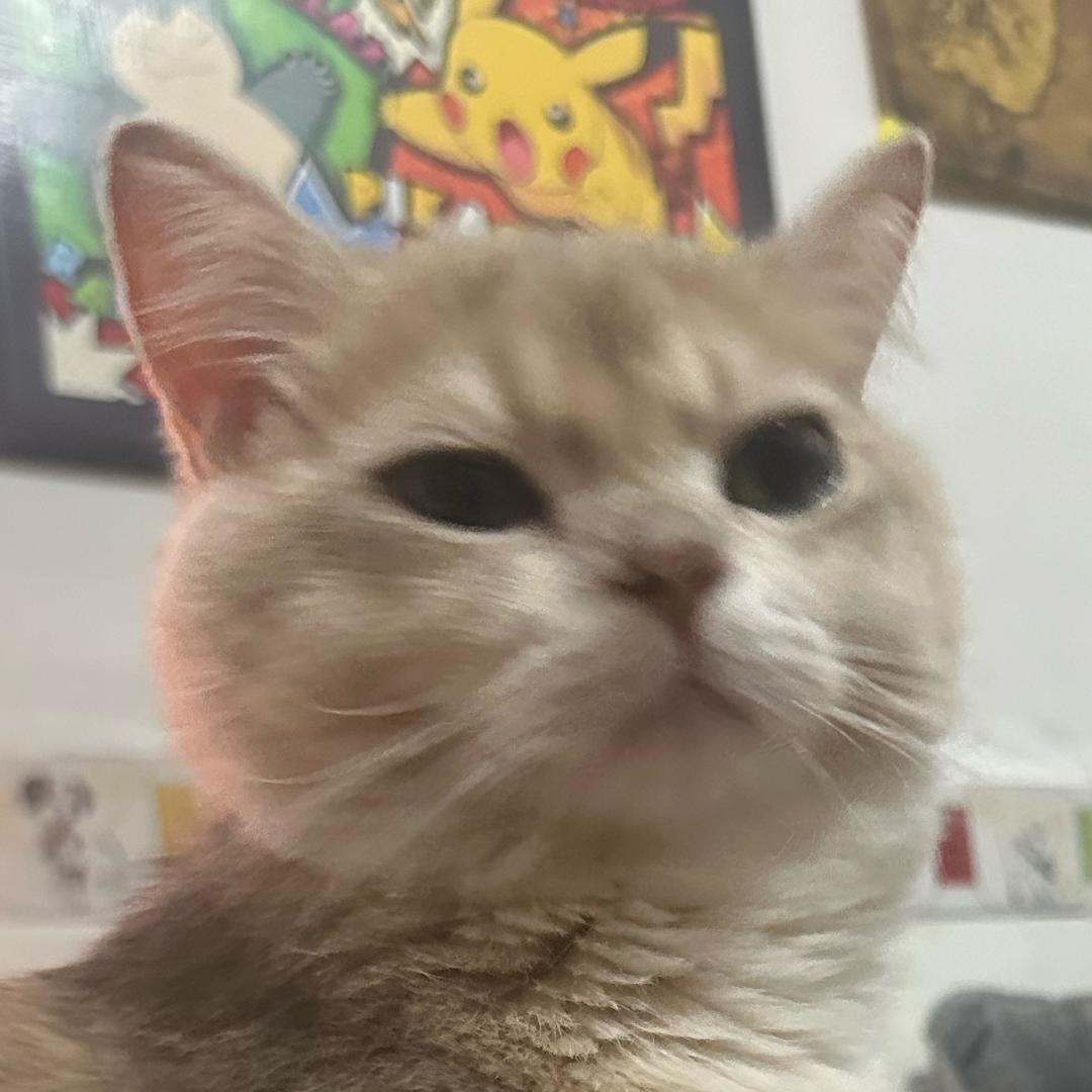 鸡腿.