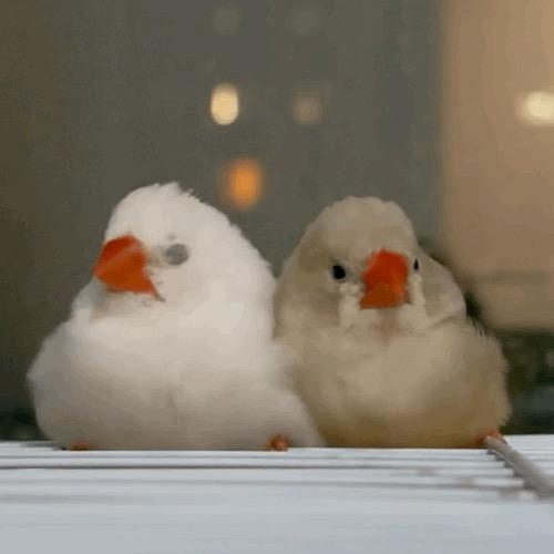 吴老板养鸟日记