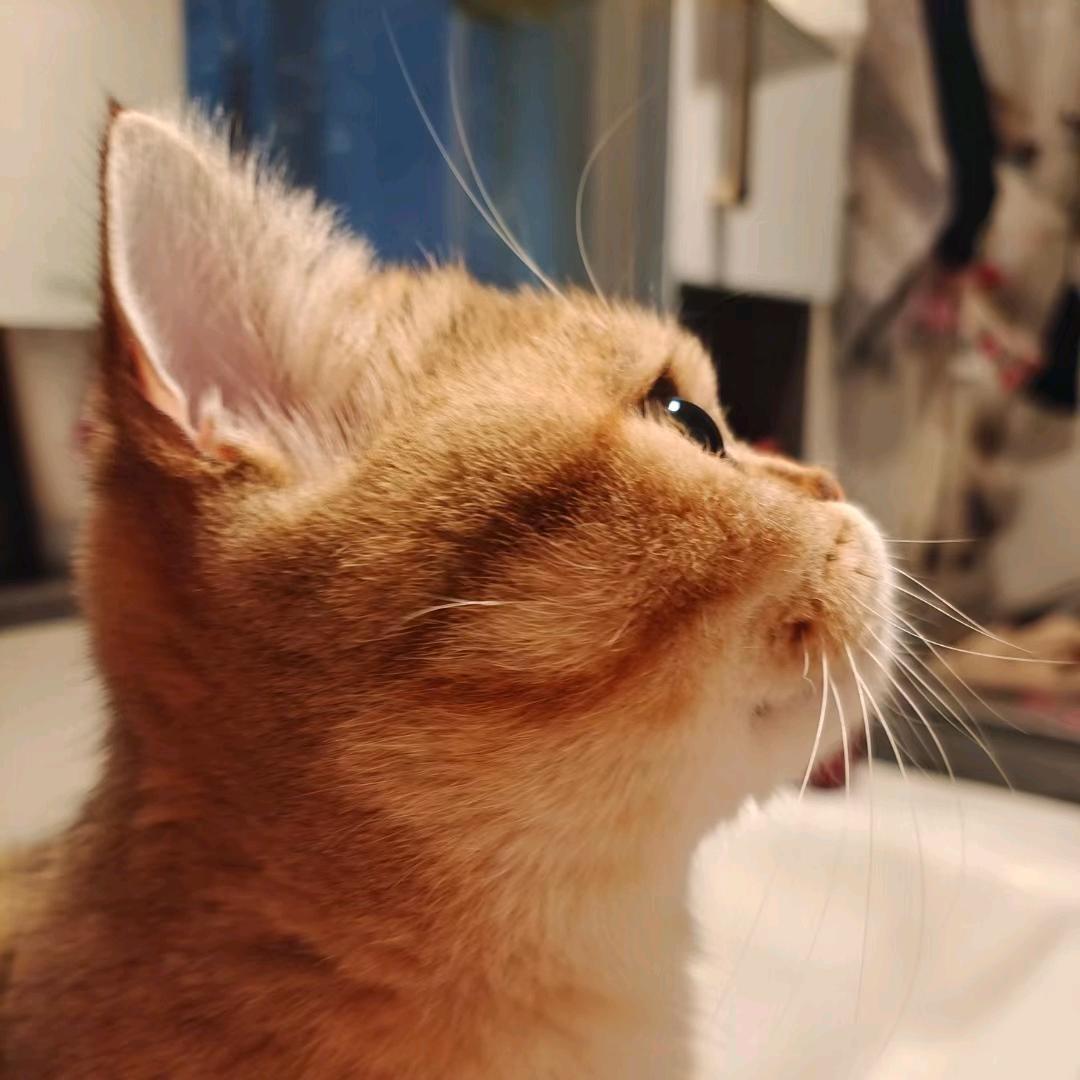 江小司