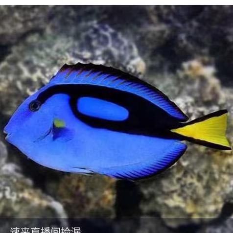 蓝梦海洋