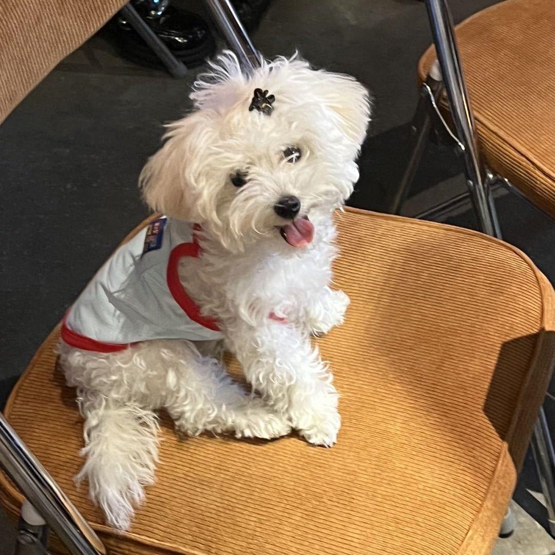 有只比熊叫富贵