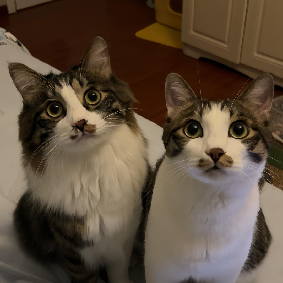 进击的猪猪