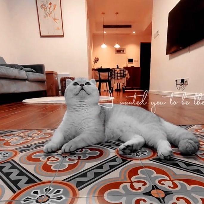 姝姝好物