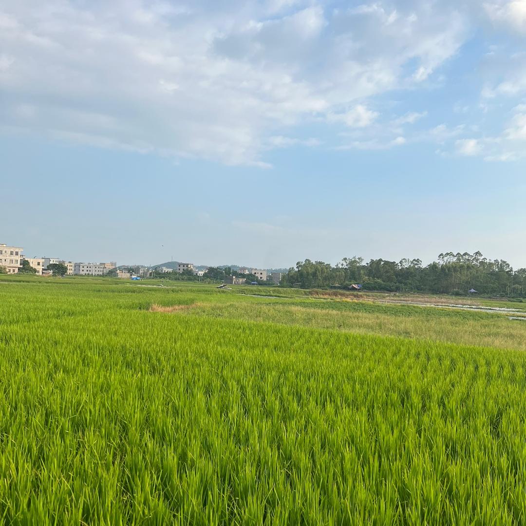李宝芯