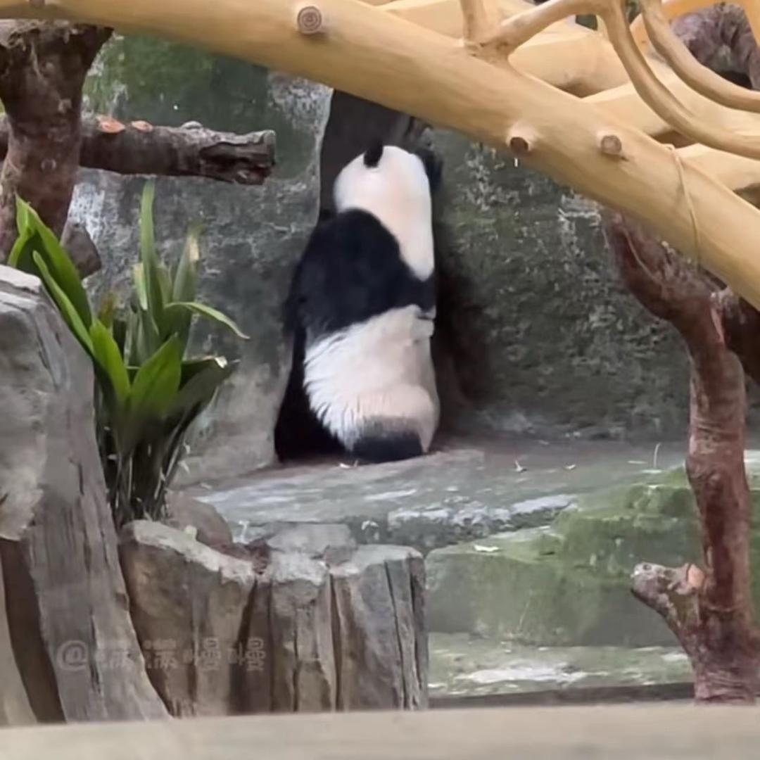 旺旺