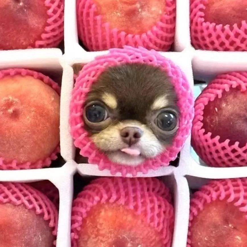 耐耐_