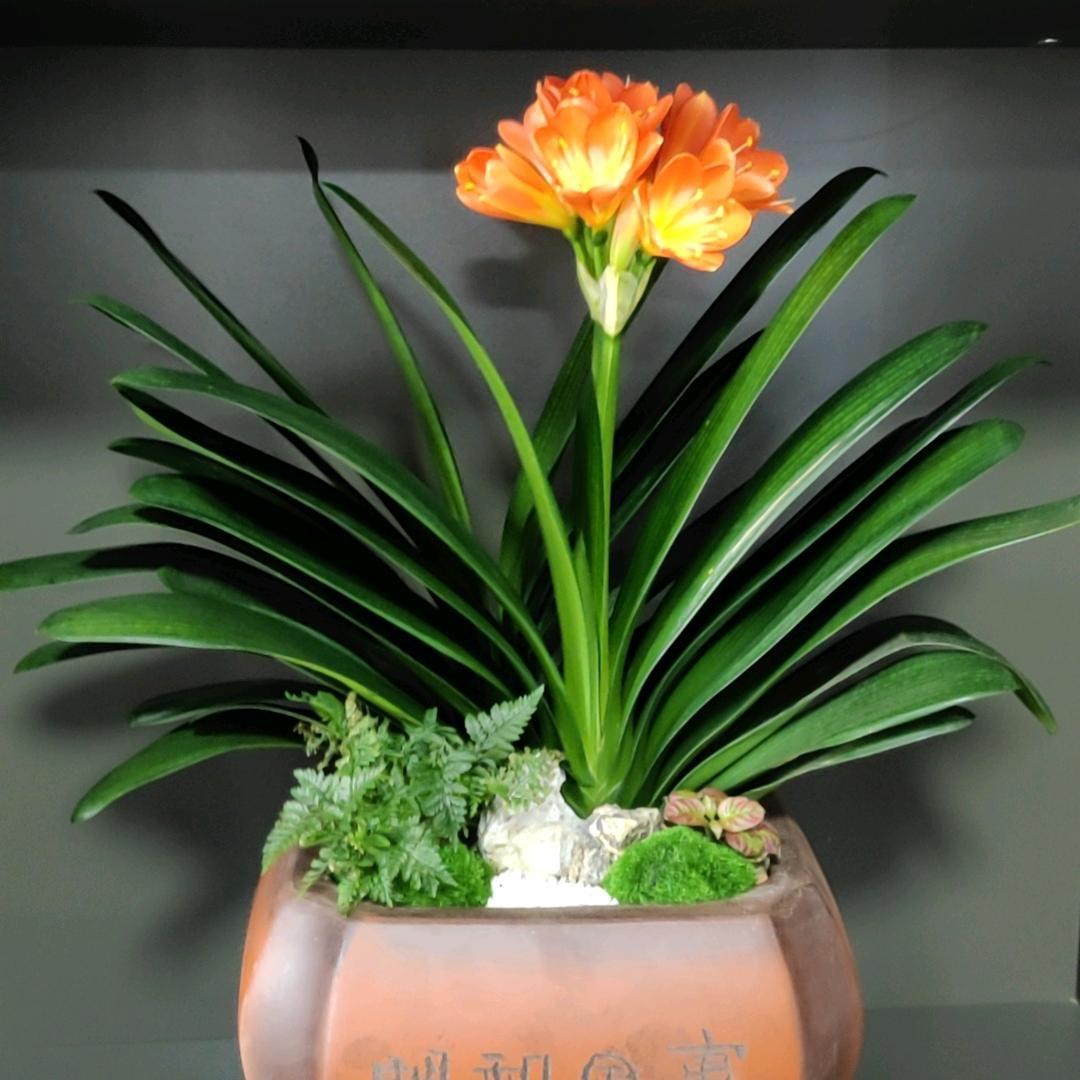 💖易醒难醉 💔💫