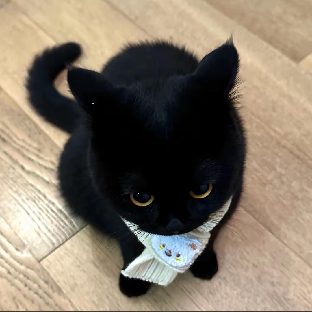 平头小黑猫