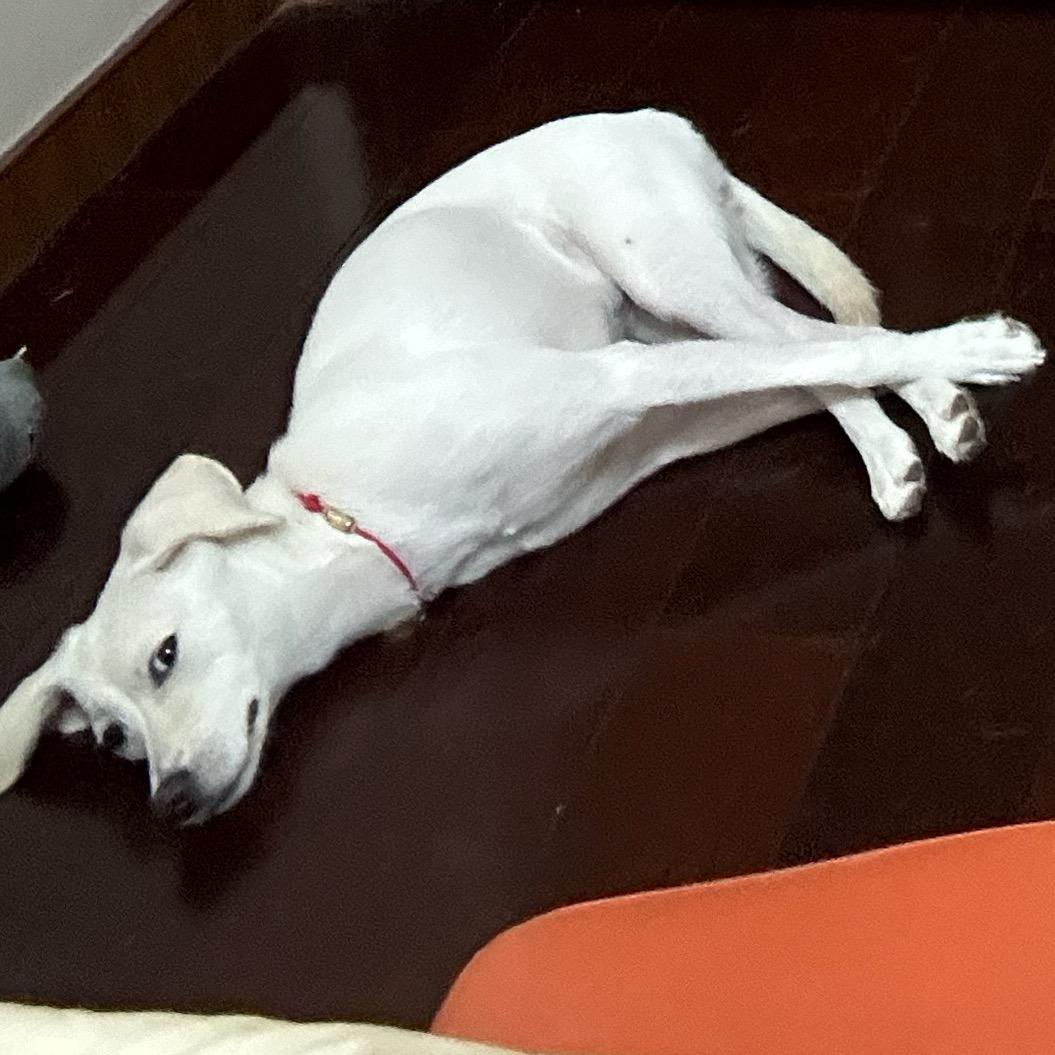 小狗日记🐶