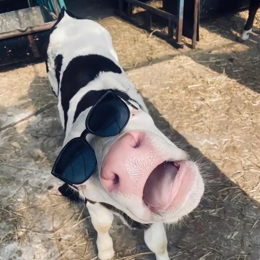 牛羊养殖好帮手