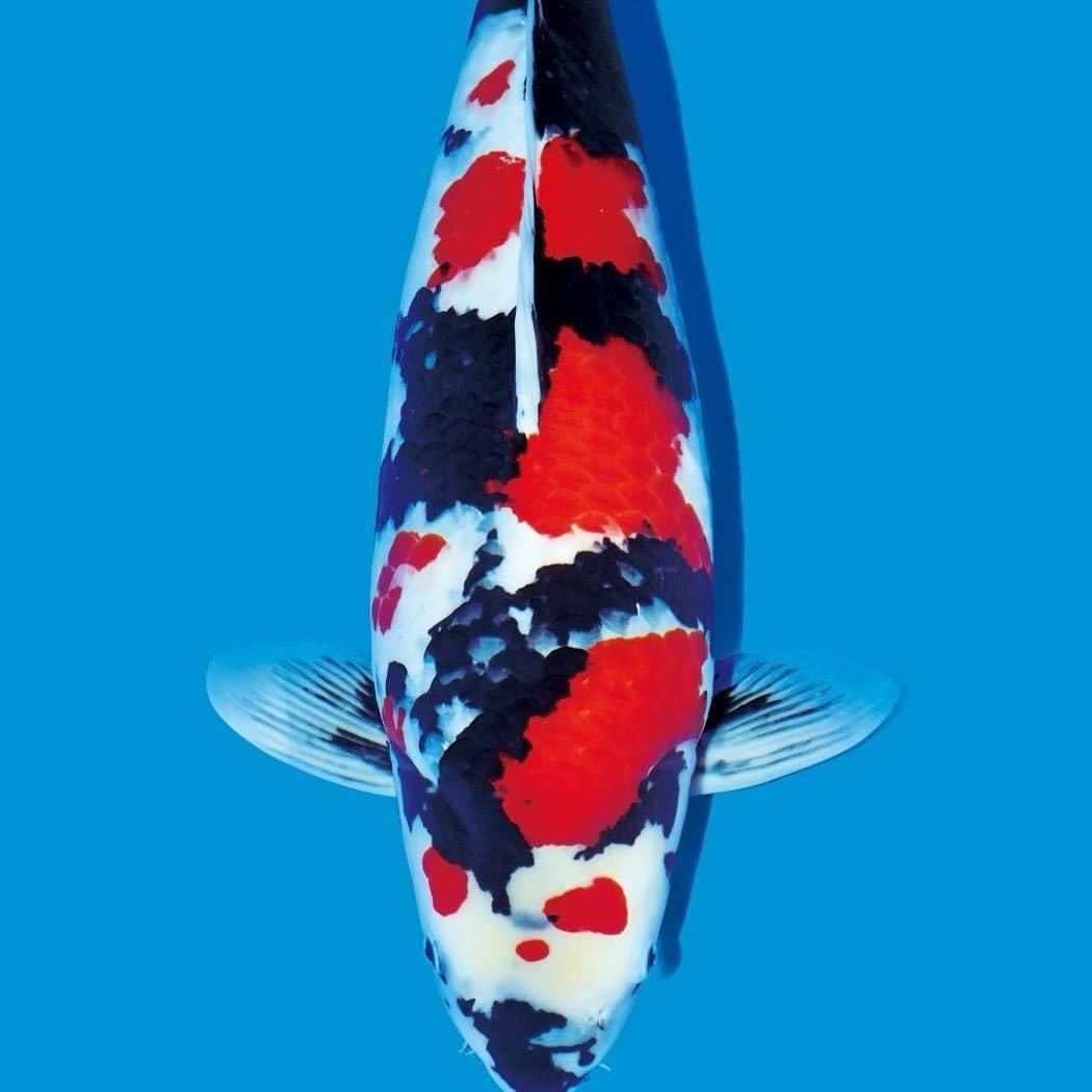 璟言锦鲤养殖场