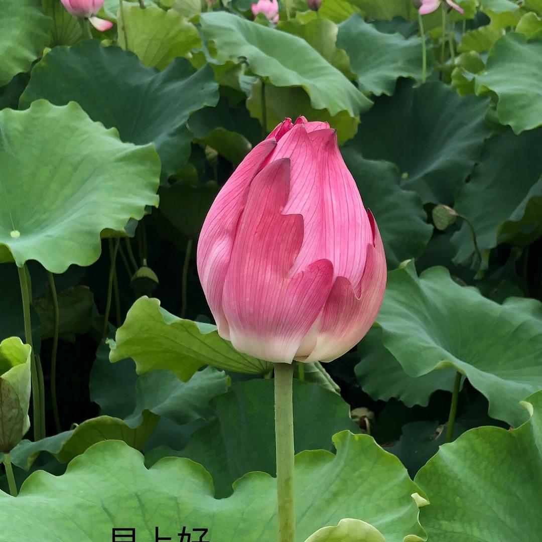 DL 心怡