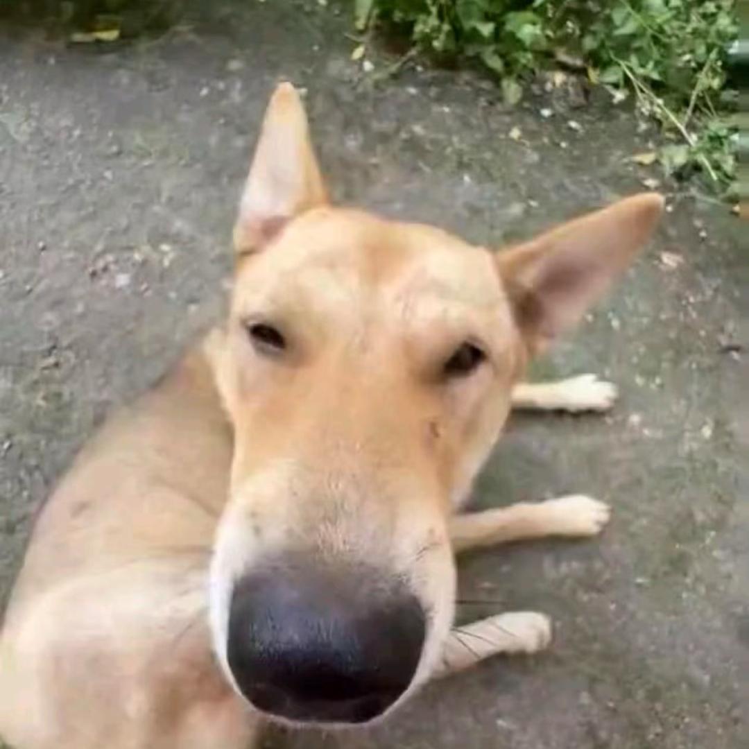 阿拉拉拉拉拉拉