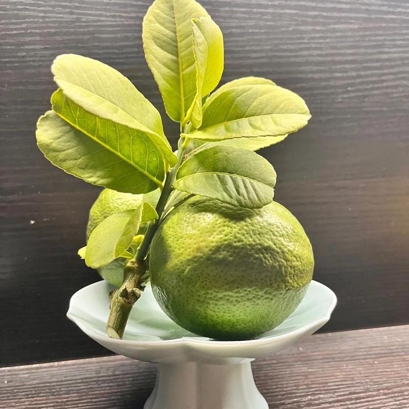 老板娘香橼基地