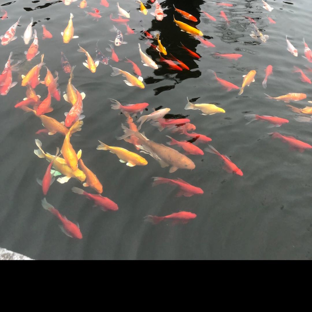 赵容