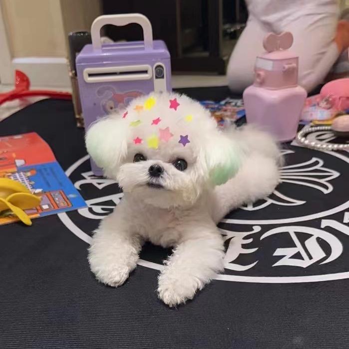 韩版比熊之家