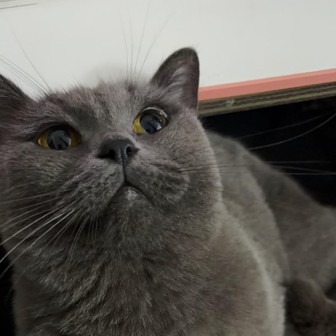 米西米西滑不拉叽