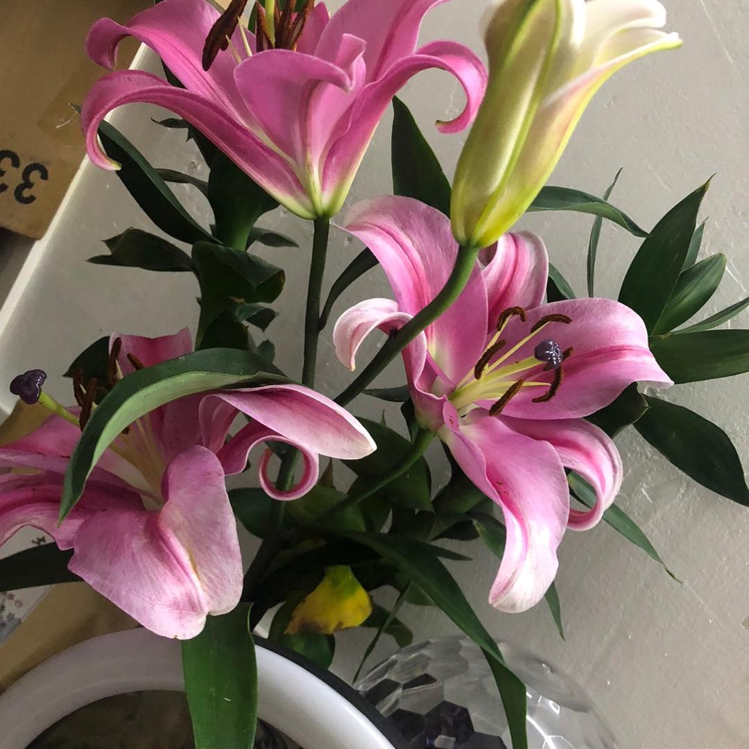 好久不见        甚是想念