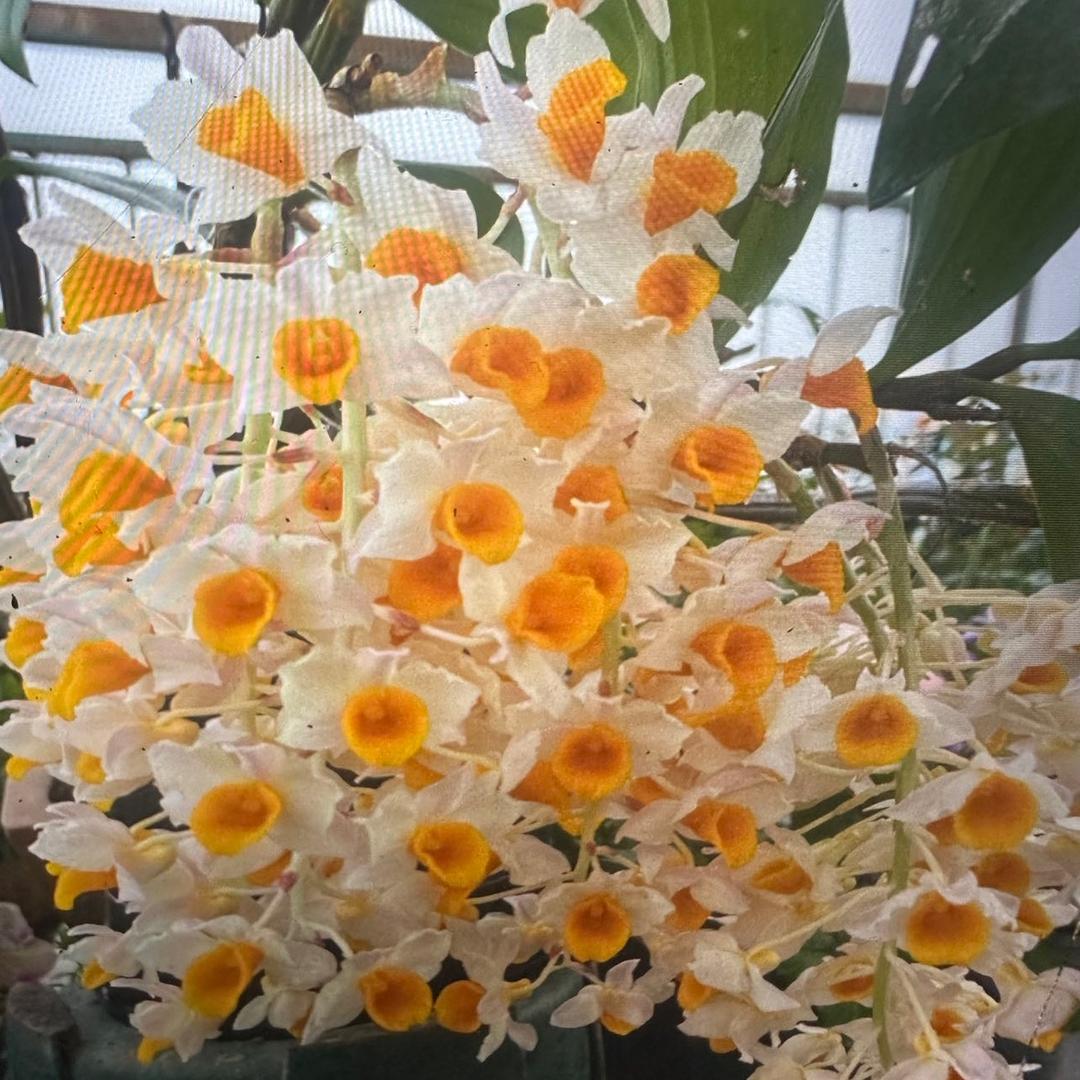 七玥花卉