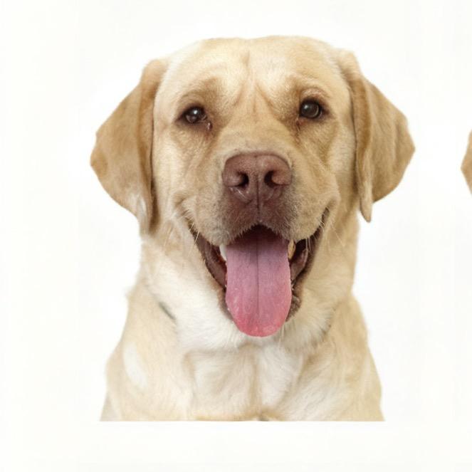 皮皮（拉布拉多）