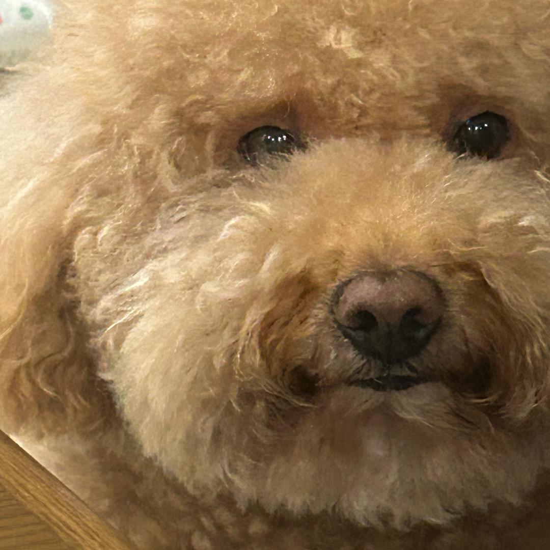 稀里糊涂岛摇粒绒部落首领