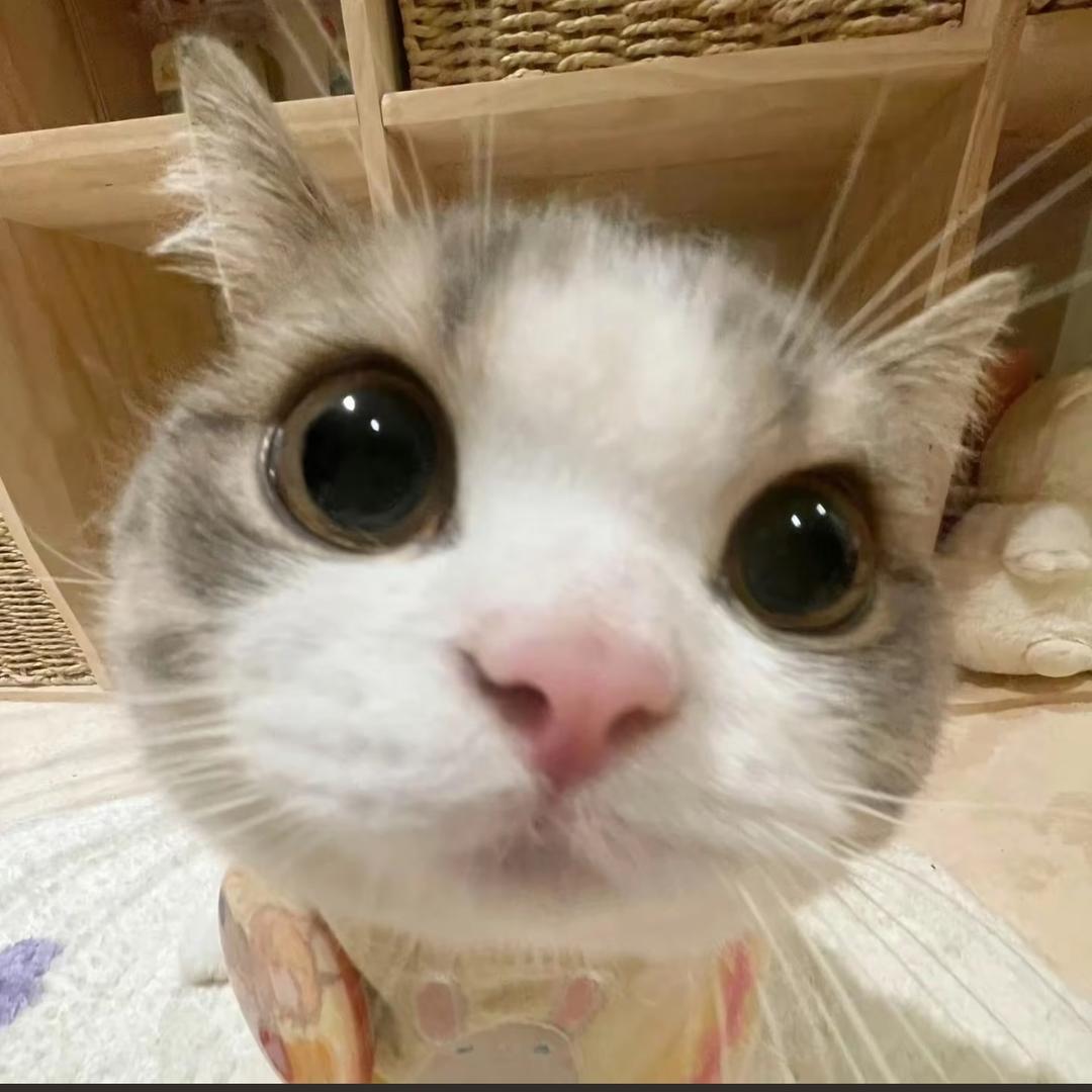 苏菲亚