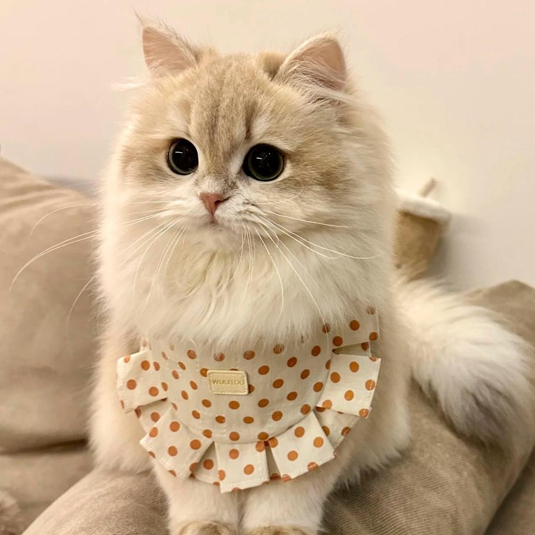 小年糕