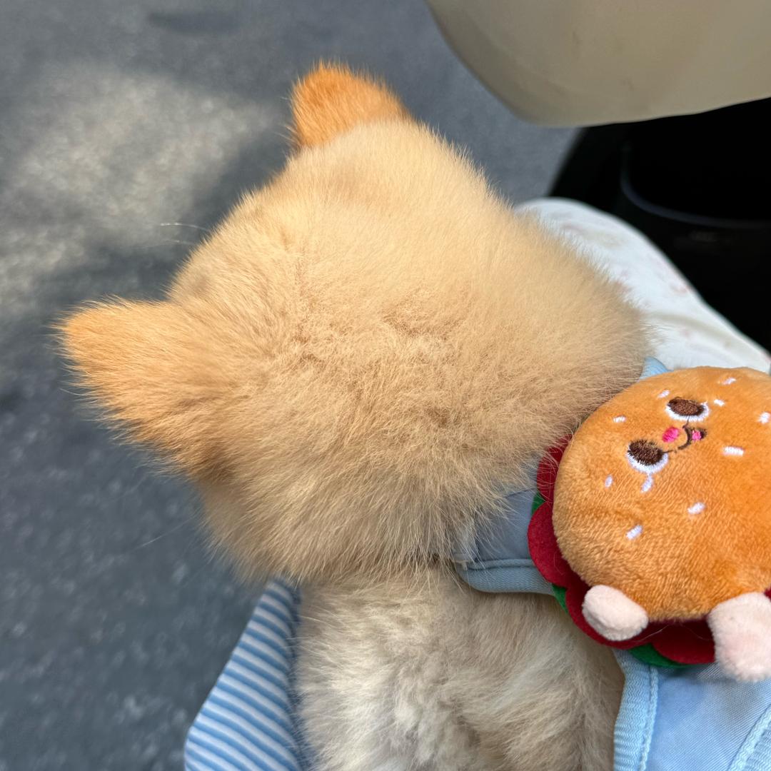 玉林乐乐精选土松