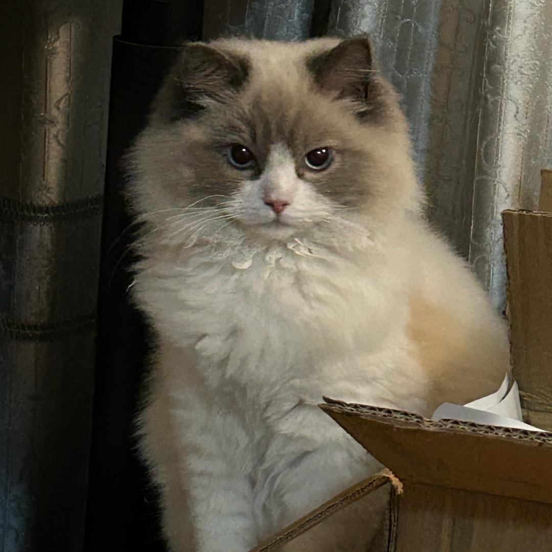 猫瘾