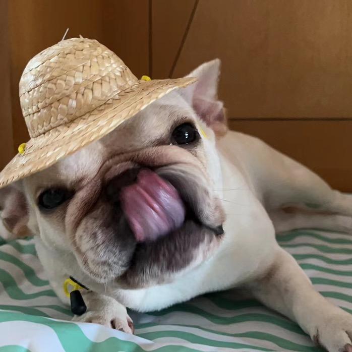 咖喱咖喱睡不醒