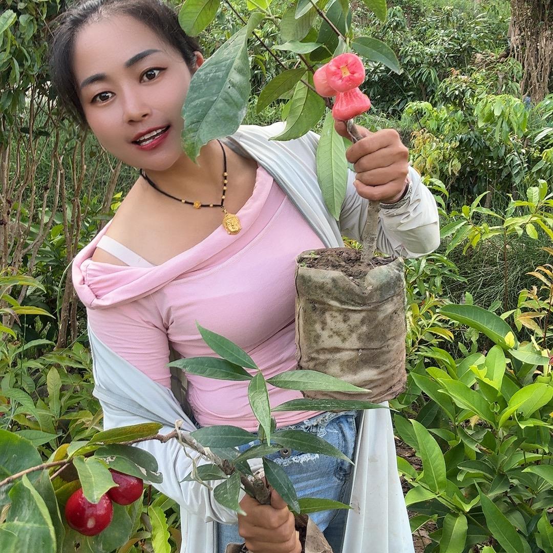 景东大农和苗木种植基地