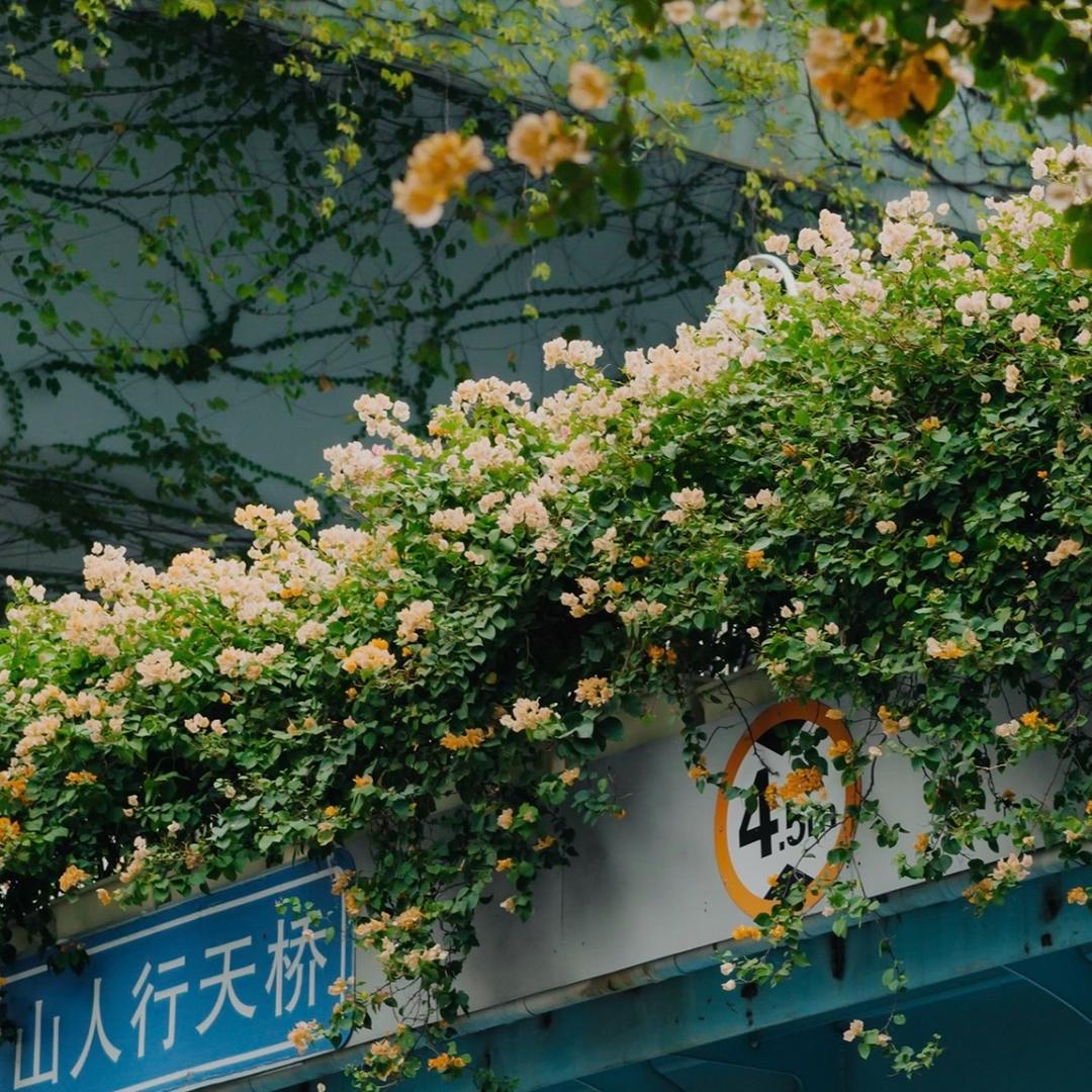 不喝汽水丶