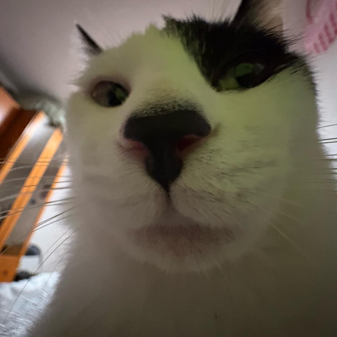 🐟糕