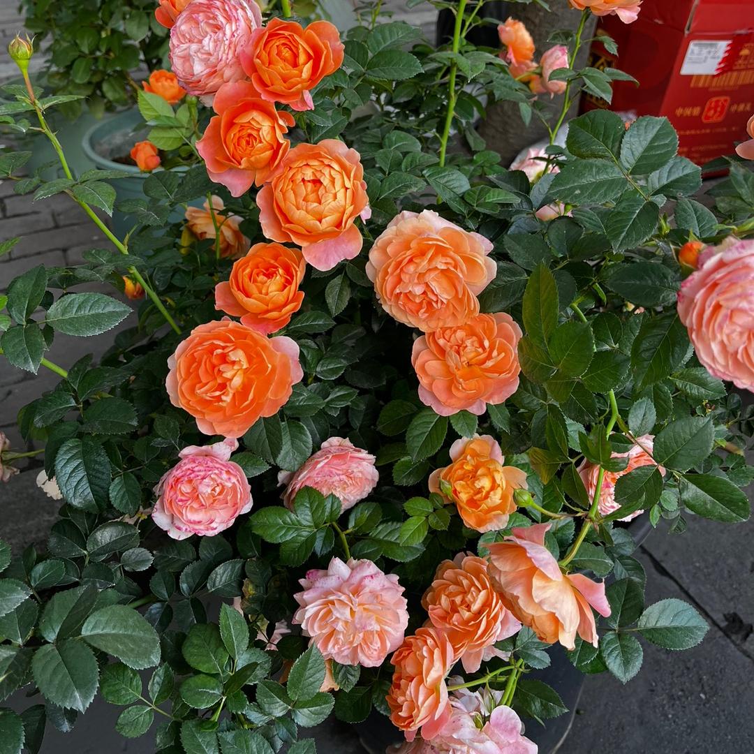 遇见花开.Ms王