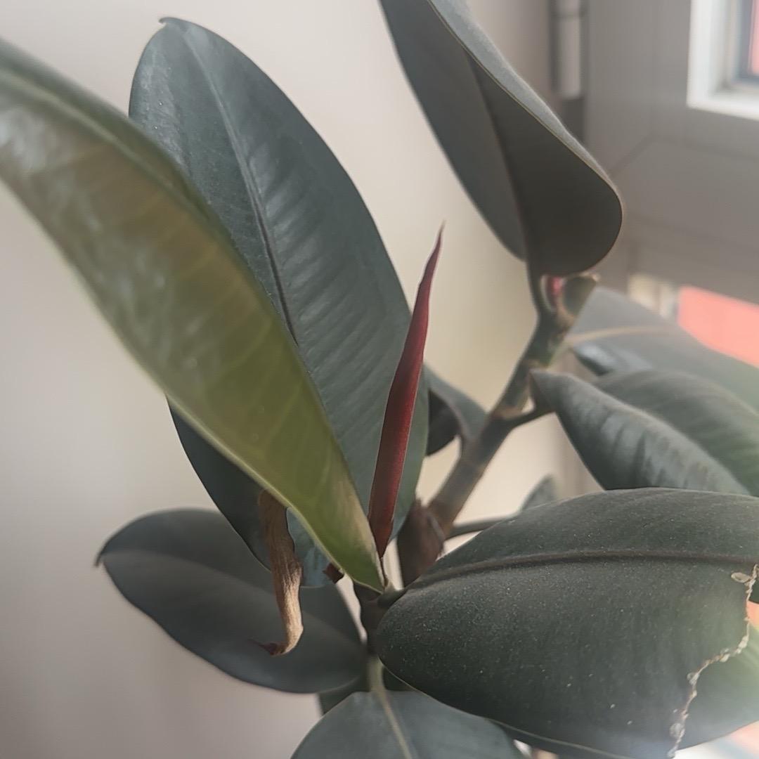 雨飞